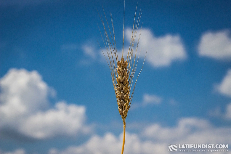 Пшеница с поля предприятия «Мрия»